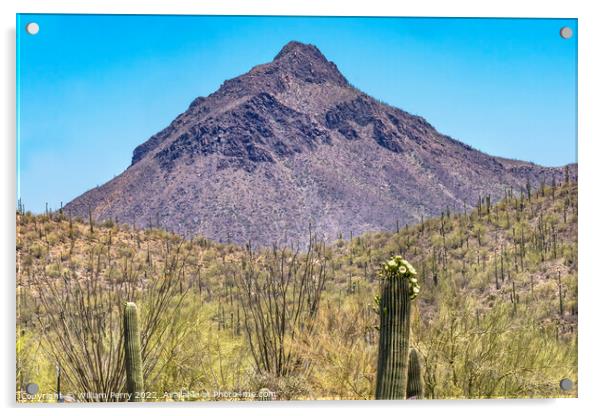 Mountain Saguaro Cactus Sonora Desert Museum Tucson Arizona Acrylic by William Perry