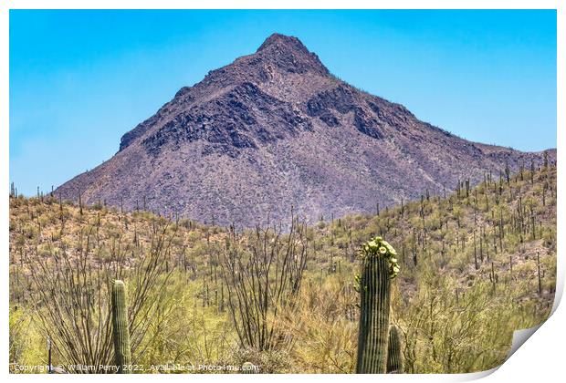 Mountain Saguaro Cactus Sonora Desert Museum Tucson Arizona Print by William Perry