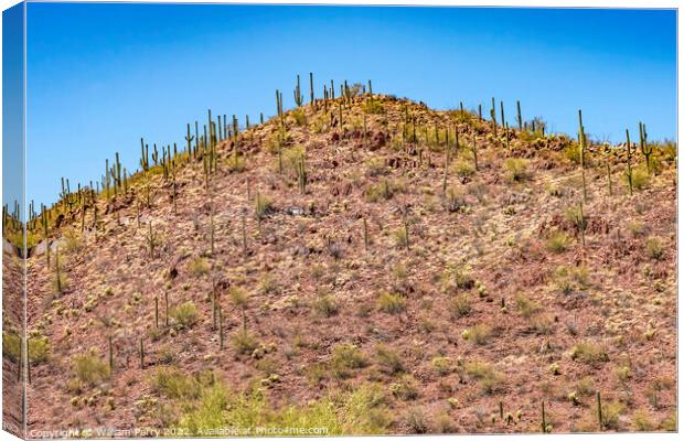 Red Mountain Saguaro Cactus Blooming Sonora Desert Muesum Tucson Canvas Print by William Perry