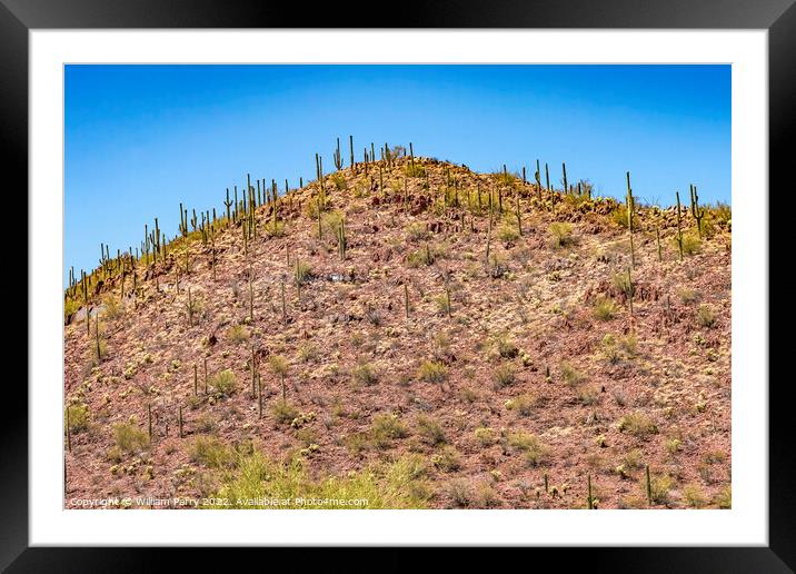 Red Mountain Saguaro Cactus Blooming Sonora Desert Muesum Tucson Framed Mounted Print by William Perry