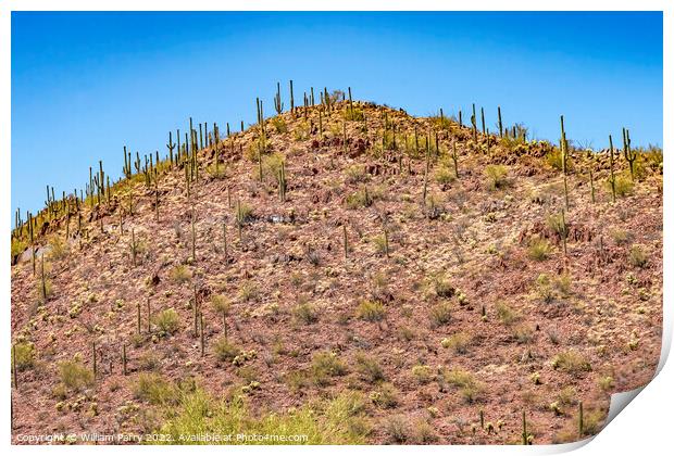 Red Mountain Saguaro Cactus Blooming Sonora Desert Muesum Tucson Print by William Perry