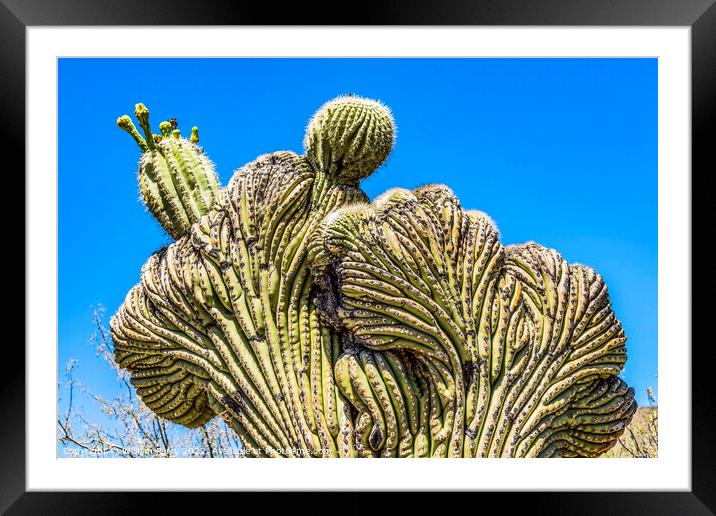 Crested Saguaro Cactus Sonora Desert Museum Tucson Framed Mounted Print by William Perry
