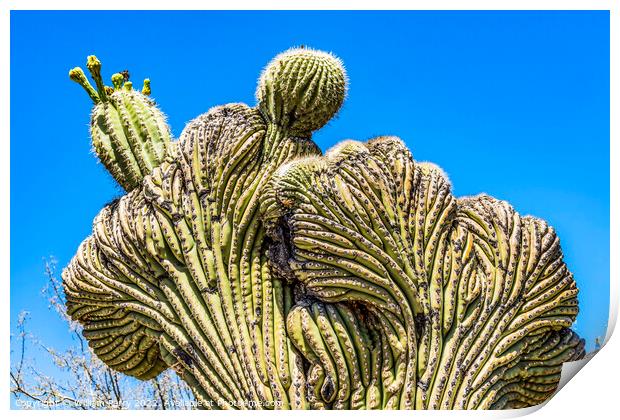 Crested Saguaro Cactus Sonora Desert Museum Tucson Print by William Perry