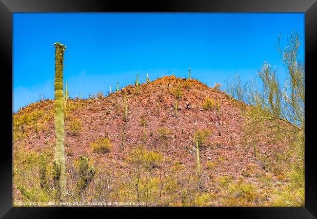Red Mountain Saguaro Cactus Sonora Desert Museum Tucson Arizona Framed Print by William Perry