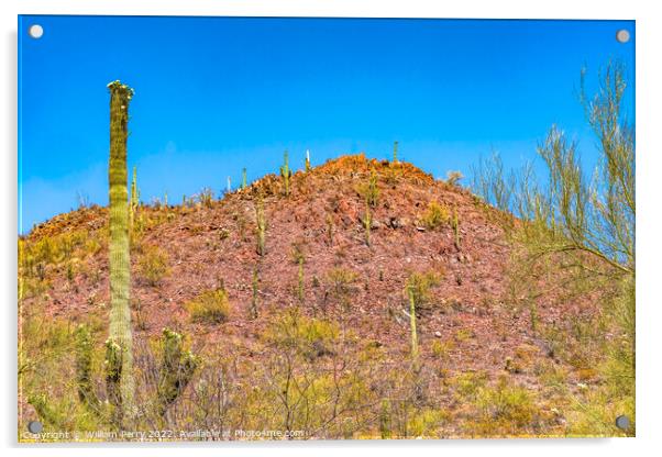 Red Mountain Saguaro Cactus Sonora Desert Museum Tucson Arizona Acrylic by William Perry