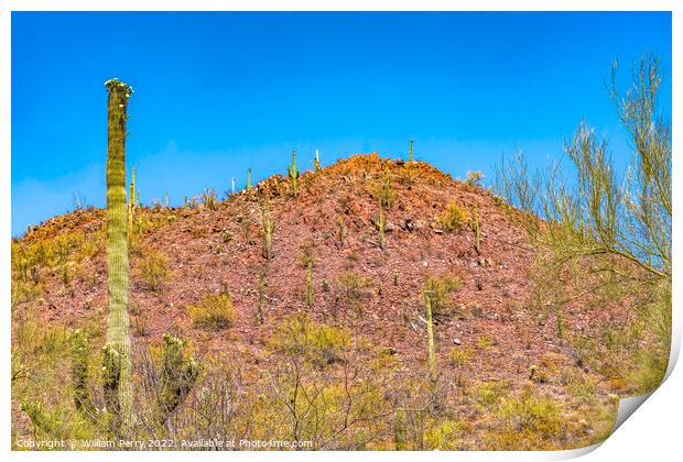 Red Mountain Saguaro Cactus Sonora Desert Museum Tucson Arizona Print by William Perry
