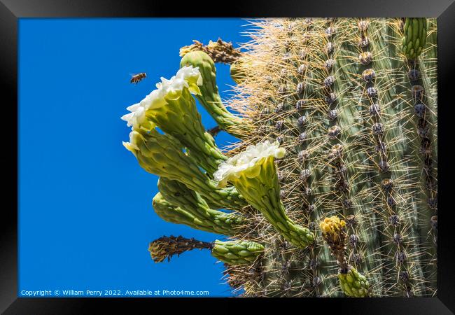 Bee White Flowers Sajuaro Cactus Saguaro Desert Museum Tucson Ar Framed Print by William Perry