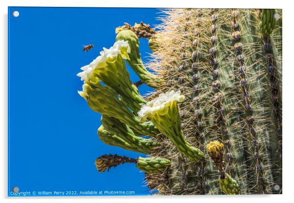 Bee White Flowers Sajuaro Cactus Saguaro Desert Museum Tucson Ar Acrylic by William Perry