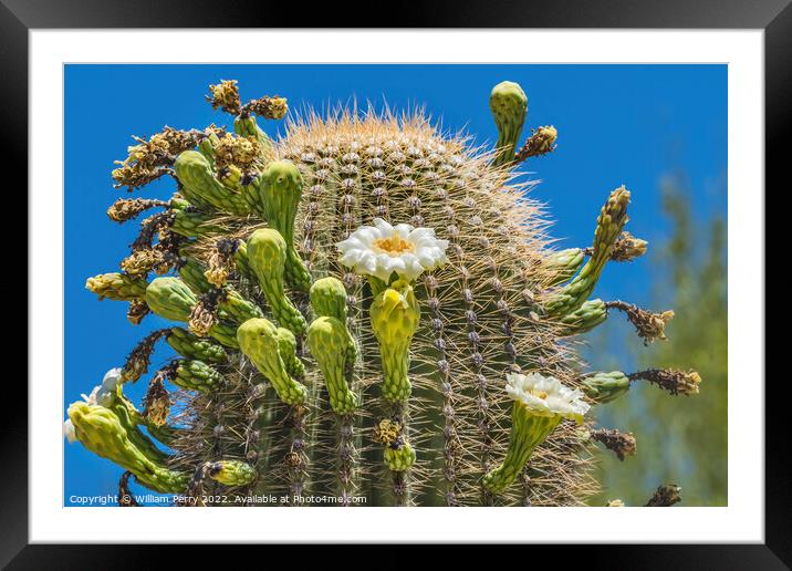 White Flowers Saguaro Cactus Saguaro Desert Museum Tucson Arizona Framed Mounted Print by William Perry