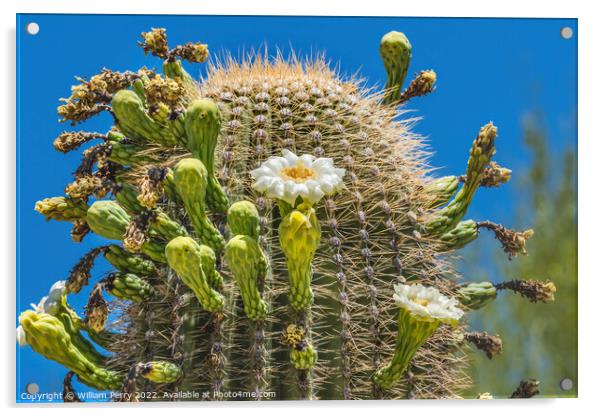 White Flowers Saguaro Cactus Saguaro Desert Museum Tucson Arizona Acrylic by William Perry