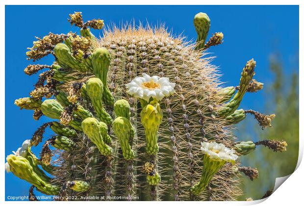 White Flowers Saguaro Cactus Saguaro Desert Museum Tucson Arizona Print by William Perry
