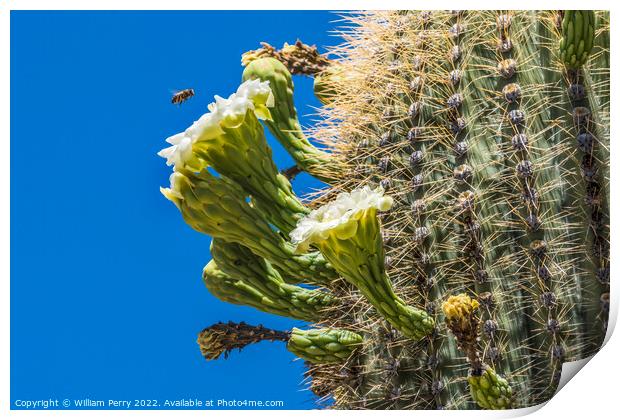 Bee White Flowers Saguaro Cactus Saguaro Desert Tucson Arizona Print by William Perry