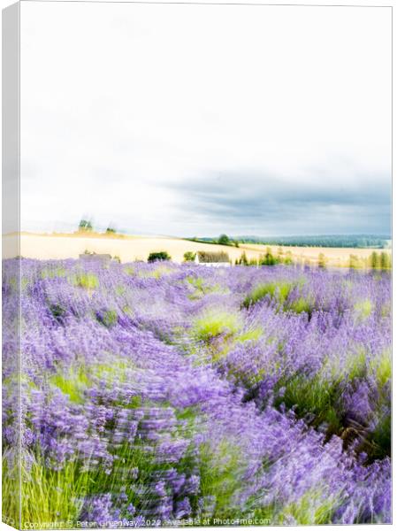 Cotswold Cottage In Lavender Fields At Snowshill, England Canvas Print by Peter Greenway