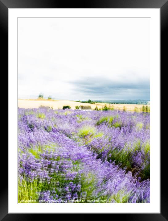 Cotswold Cottage In Lavender Fields At Snowshill, England Framed Mounted Print by Peter Greenway
