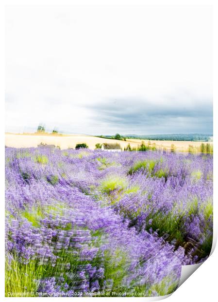 Cotswold Cottage In Lavender Fields At Snowshill, England Print by Peter Greenway