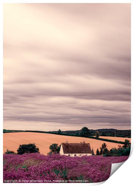 Cotswold Cottage At The Lavender Fields At Snowshill, Worcesters Print by Peter Greenway