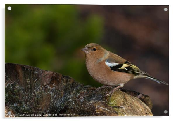 Male Chaffinch Perched on a Tree Stump. Acrylic by Steve Gill