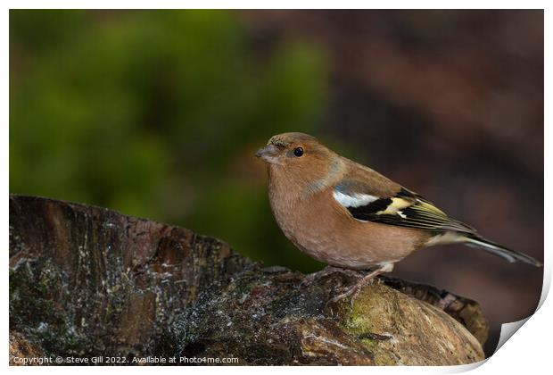 Male Chaffinch Perched on a Tree Stump. Print by Steve Gill