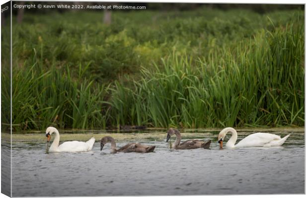 Mute swans teaching cygnets how to find food Canvas Print by Kevin White