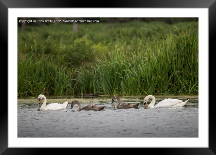 Mute swans teaching cygnets how to find food Framed Mounted Print by Kevin White