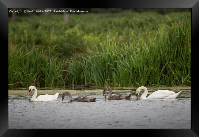 Mute swans teaching cygnets how to find food Framed Print by Kevin White