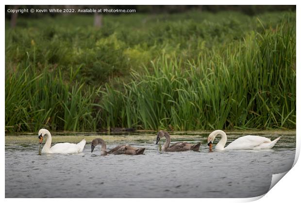 Mute swans teaching cygnets how to find food Print by Kevin White