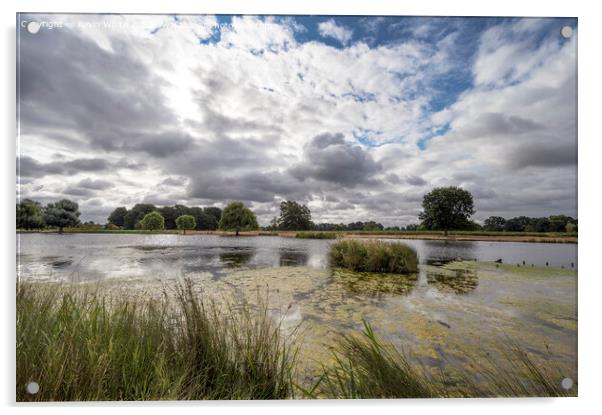 Morning clouds over Heron pond Bushy Park Acrylic by Kevin White