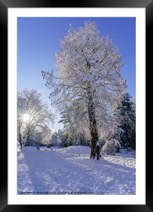 Wintry sunshine illuminating Snow Covered Trees in Framed Mounted Print by Steve Gill