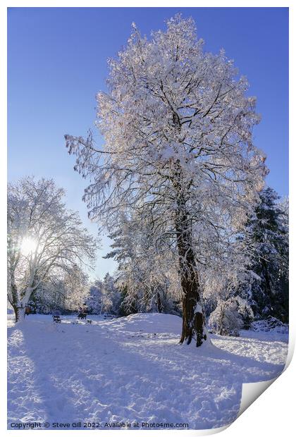 Wintry sunshine illuminating Snow Covered Trees in Print by Steve Gill