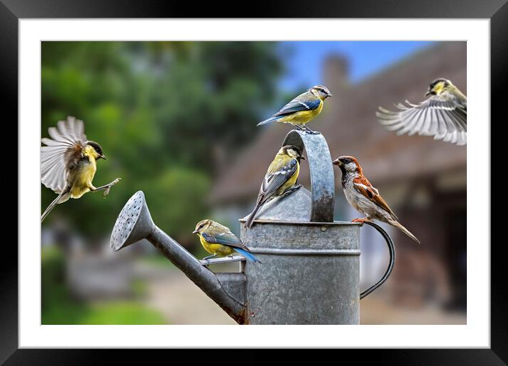 Garden Birds on Watering Can Framed Mounted Print by Arterra 