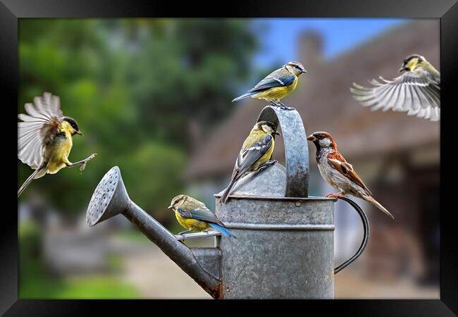 Garden Birds on Watering Can Framed Print by Arterra 