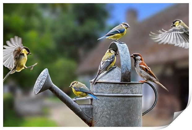 Garden Birds on Watering Can Print by Arterra 