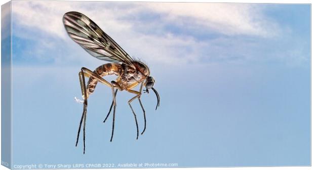 FLYING HIGH - Window Gnat (Sylvicola fenestralis) Canvas Print by Tony Sharp LRPS CPAGB