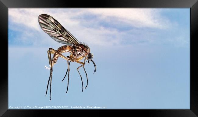 FLYING HIGH - Window Gnat (Sylvicola fenestralis) Framed Print by Tony Sharp LRPS CPAGB