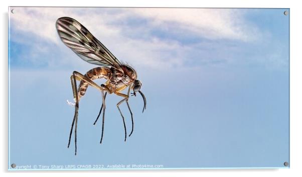 FLYING HIGH - Window Gnat (Sylvicola fenestralis) Acrylic by Tony Sharp LRPS CPAGB