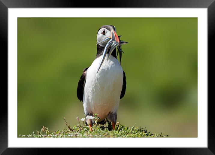 Puffin With Sand eels Framed Mounted Print by Mark McElligott