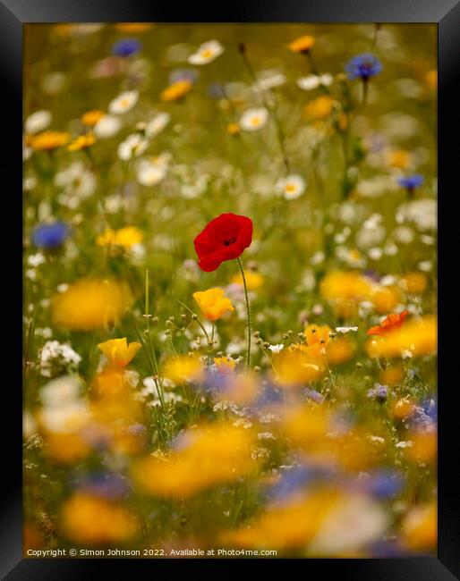Poppy in the wild flowers Framed Print by Simon Johnson