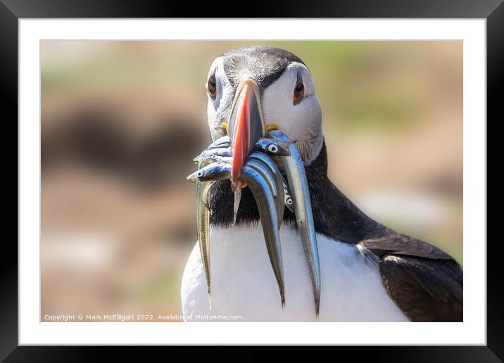 Puffin With Sand Eels Framed Mounted Print by Mark McElligott