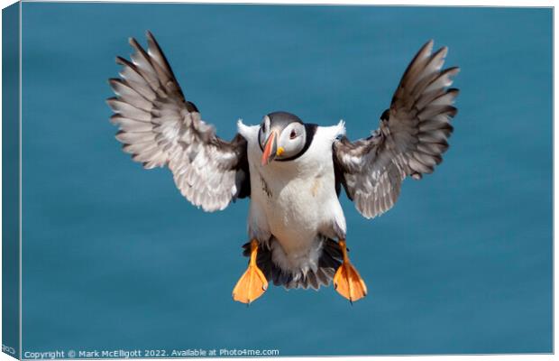 Puffin With Landing Gear Out Canvas Print by Mark McElligott
