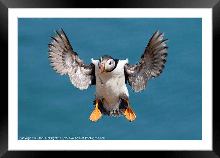 Puffin With Landing Gear Out Framed Mounted Print by Mark McElligott