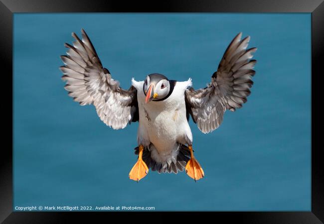 Puffin With Landing Gear Out Framed Print by Mark McElligott