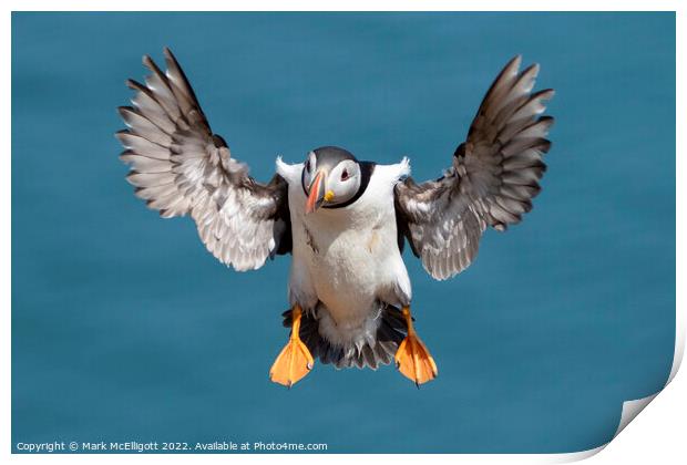 Puffin With Landing Gear Out Print by Mark McElligott