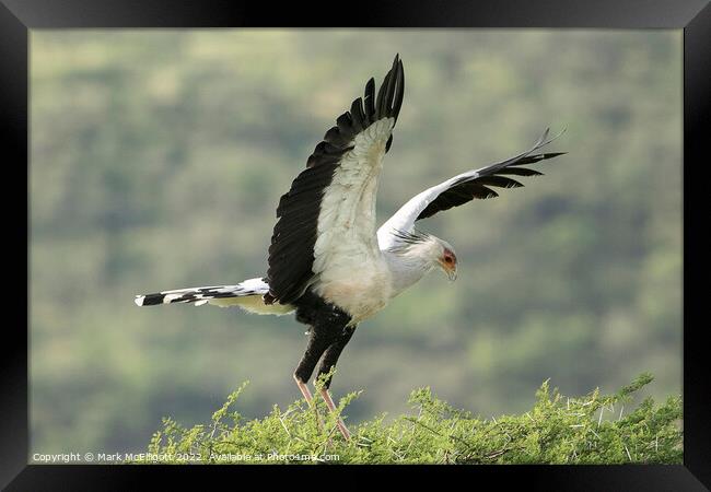 Secretary Bird on Arrival Framed Print by Mark McElligott