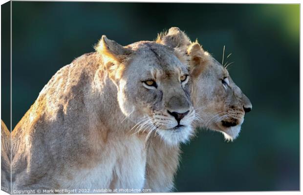 Lions Ready, Focussed and Alert Canvas Print by Mark McElligott
