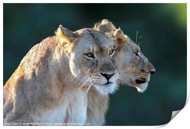 Lions Ready, Focussed and Alert Print by Mark McElligott
