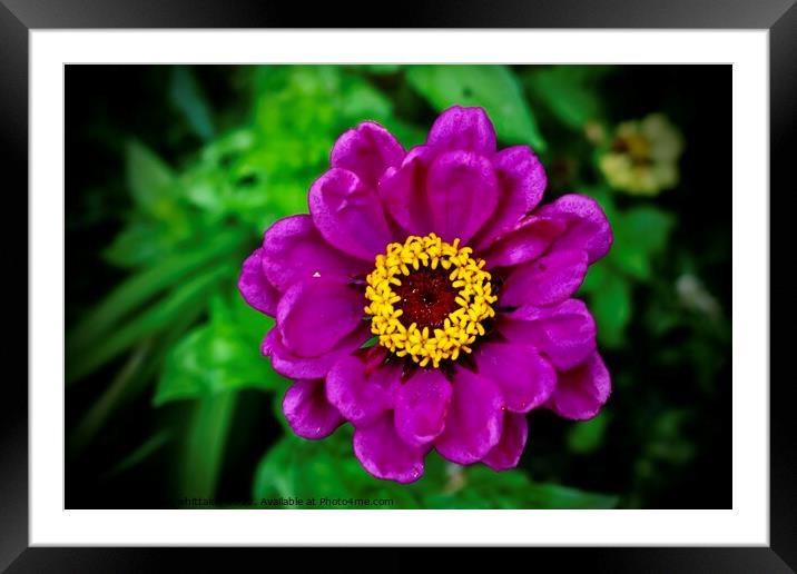 Purple Flower  Framed Mounted Print by Abbigail Whittaker