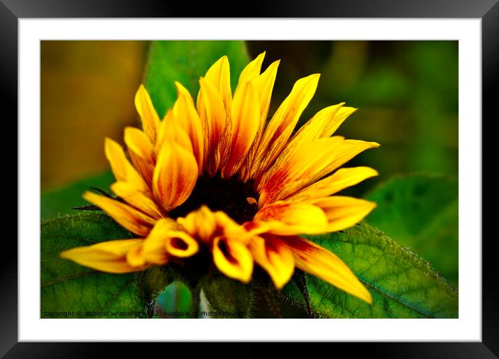 Sunflower  Framed Mounted Print by Abbigail Whittaker