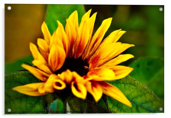 Sunflower  Acrylic by Abbigail Whittaker