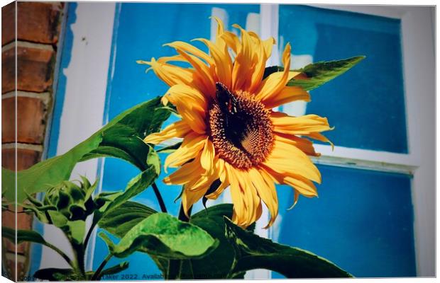 Sunflower with butterfly  Canvas Print by Abbigail Whittaker