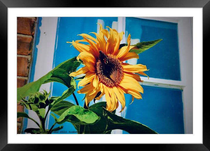 Sunflower with butterfly  Framed Mounted Print by Abbigail Whittaker